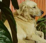 Allegretto mira al este.jpg