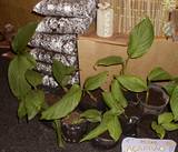 mudas e adubo-comercio.jpg